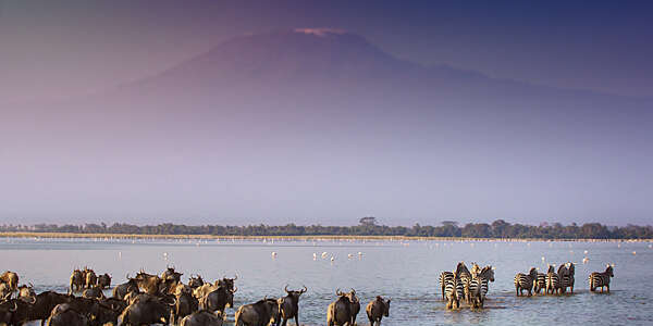 Wildebeest and zebra running in the lake below Mount Kilimanjaro in Amboseli, Kenya in summer.